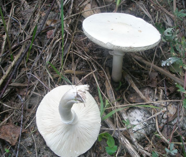 leucoagaricus_leucothites_1.jpg