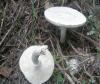 leucoagaricus_leucothites_1_t1.jpg