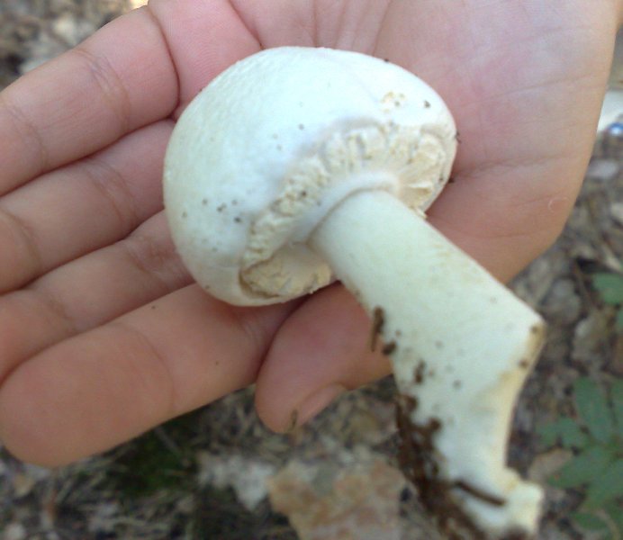 leycoagaricus.jpg