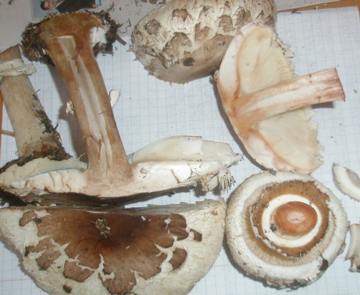 macrolepiota_rhacodes_2.jpg