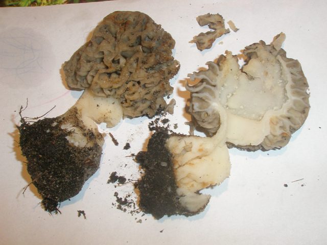 morchella_esculenta_13.jpg