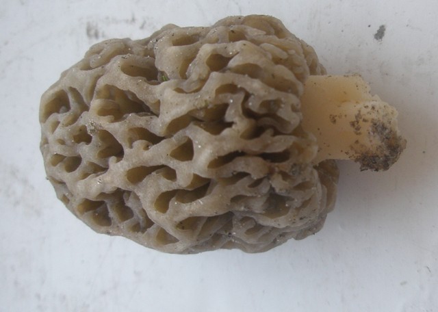 morchella_esculenta_3.jpg