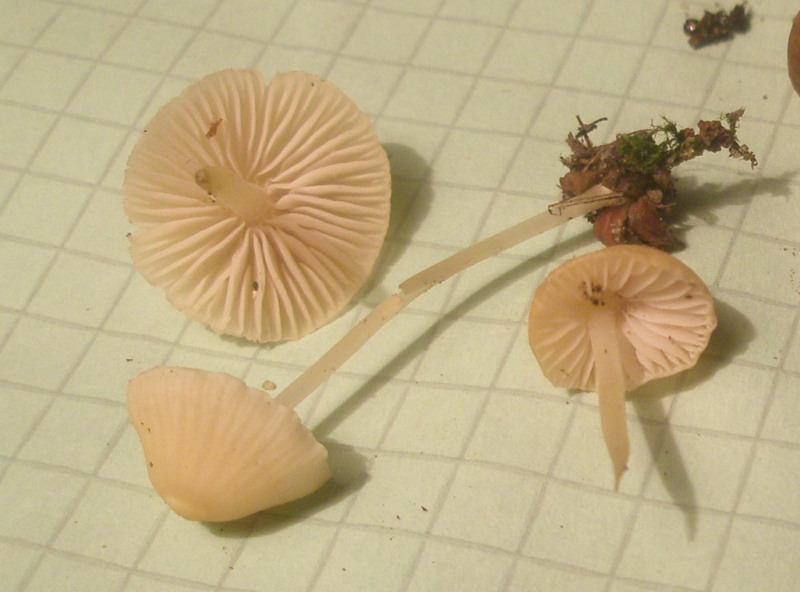 mycena_flavoalba.jpg