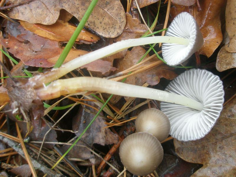 mycena_inclinata_1.jpg