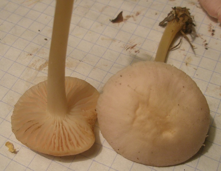 mycena_pura_1.jpg