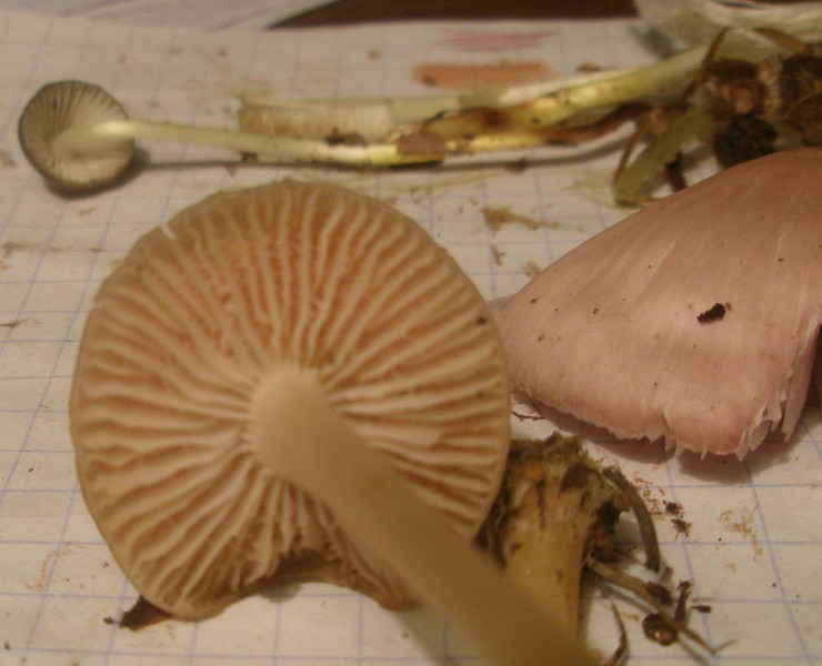 mycena_pura_1a.jpg