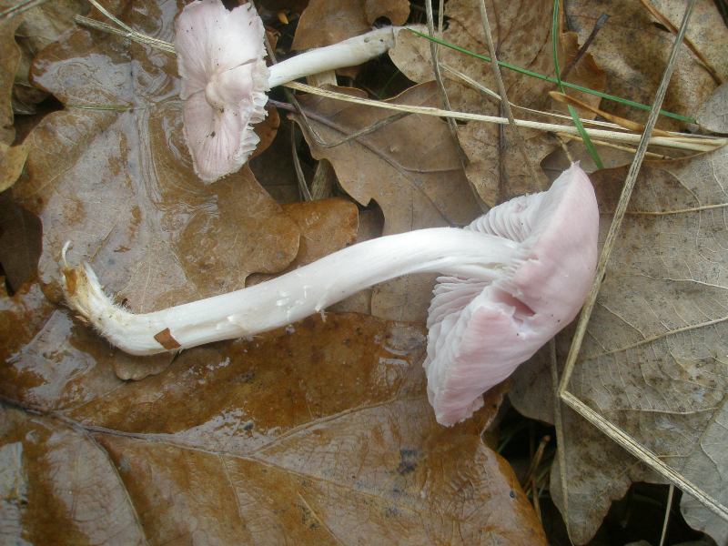 mycena_rosea_2.jpg