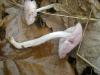 mycena_rosea_2_t1.jpg