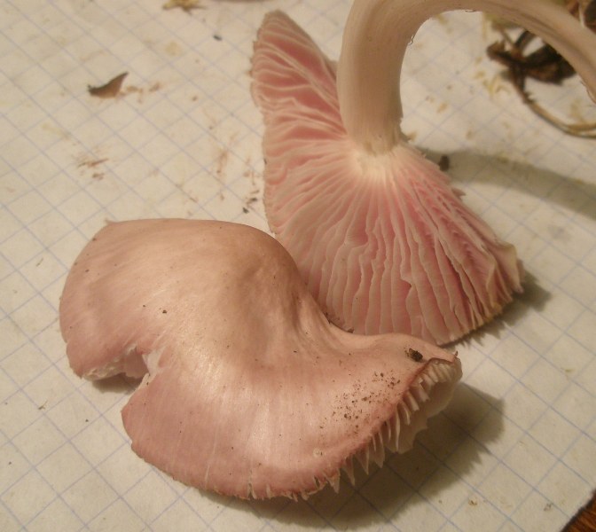 mycena_rosea_2a.jpg