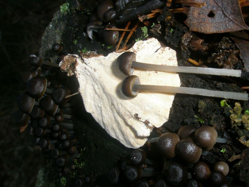 mycena_sp.jpg