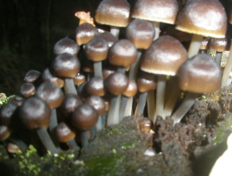 mycena_sp1.jpg