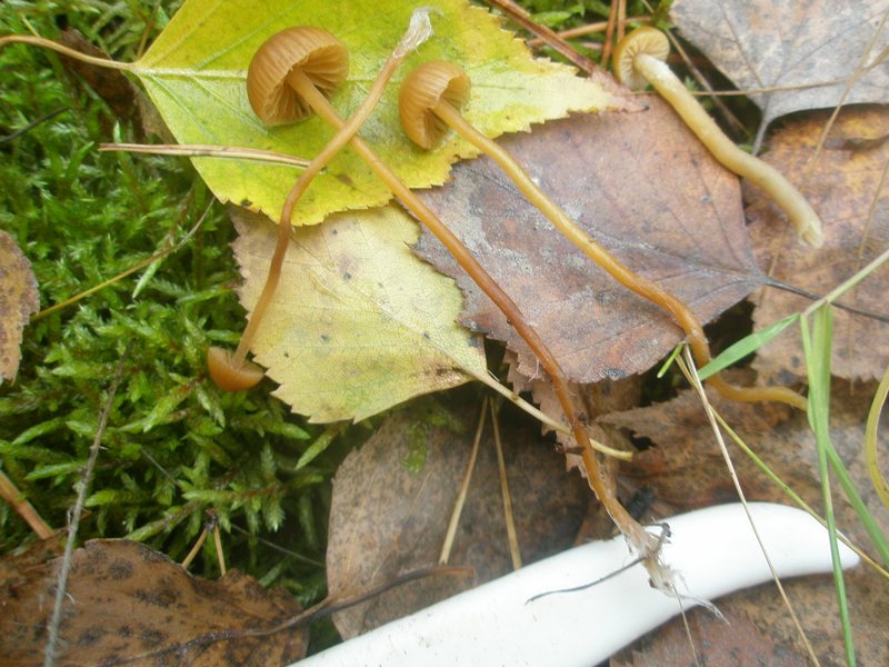 mycena_sp_epipterygia_2.jpg