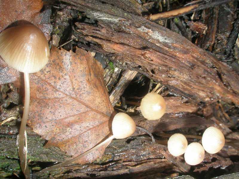 mycena_vitilis_1.jpg