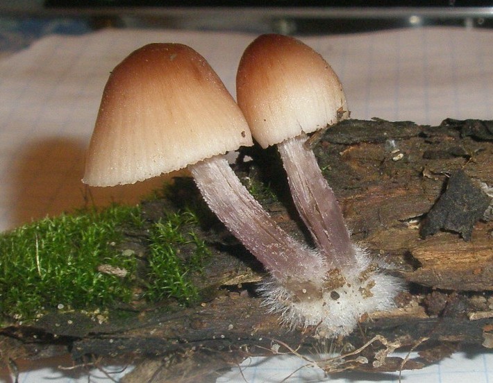 mycena_zephirus_1.jpg