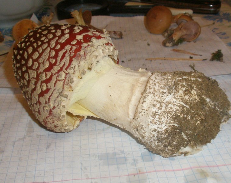 pa240332_amanita_muscaria.jpg