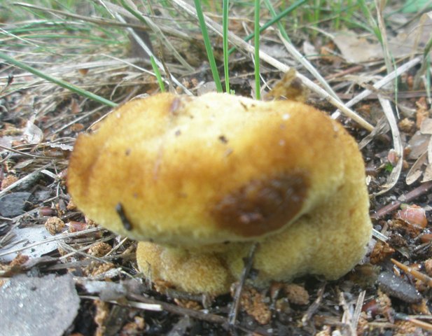 phaeolus_schweinizii_1.jpg