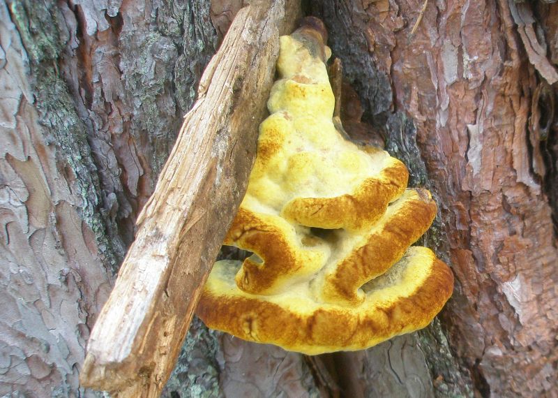 phaeolus_schweinizii_2.jpg