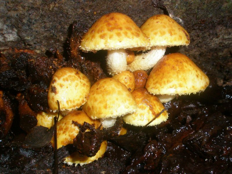 pholiota_aurivella.jpg