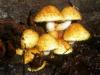 pholiota_aurivella_t1.jpg