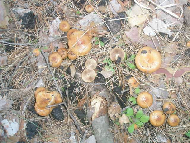 pholiota_carbonaria_1.jpg