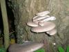 pleurotus_ostreatus_1_t1.jpg