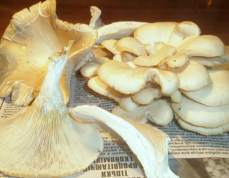 pleurotus_pulverulentus_1.jpg