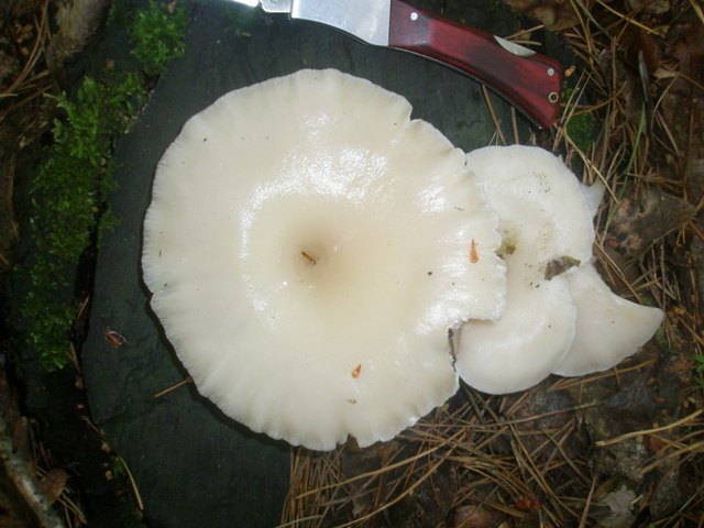 pleurotus_pulverulentus_2.jpg