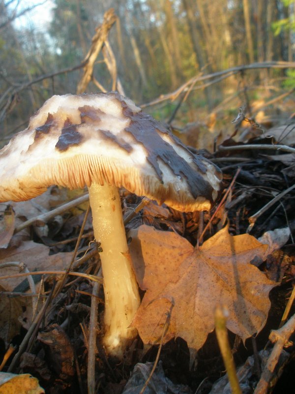 pluteus_cervinus_1.jpg