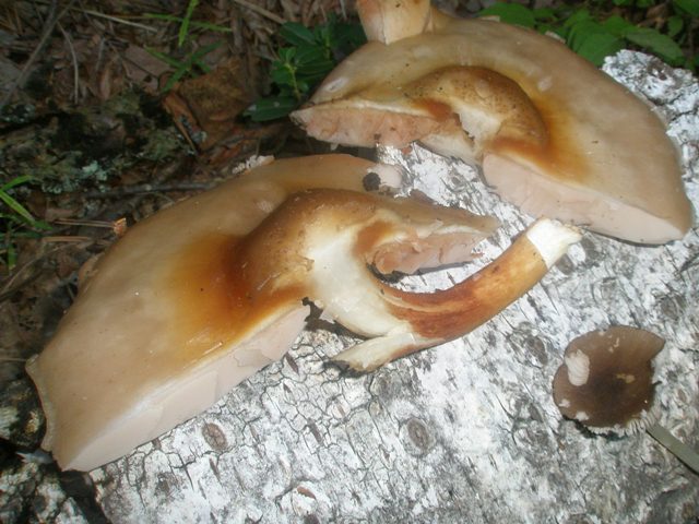 pluteus_petassatus_sp_3.jpg