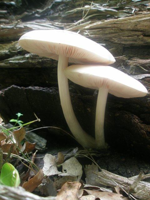 pluteus_petassatus_sp_4.jpg