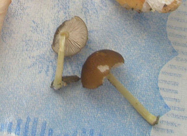 pluteus_romellii_1.jpg