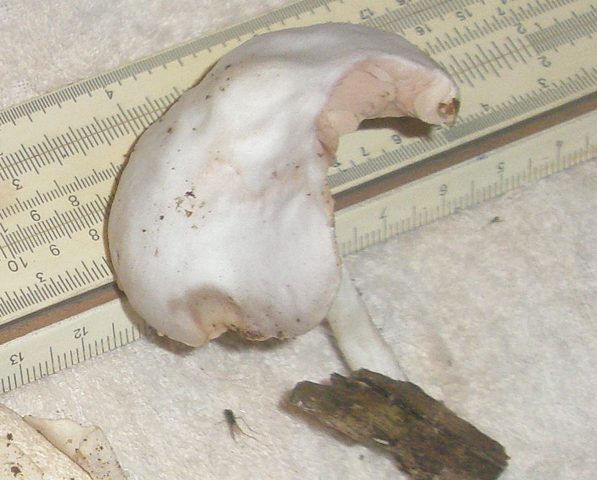 pluteus_sp_alba_2.jpg