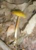 pluteus_sp_leoninus_1_t1.jpg