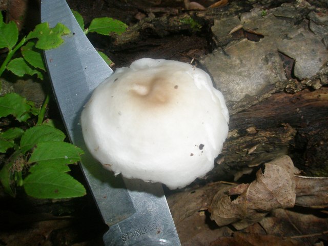 pluteus_sp_pellitus_1.jpg
