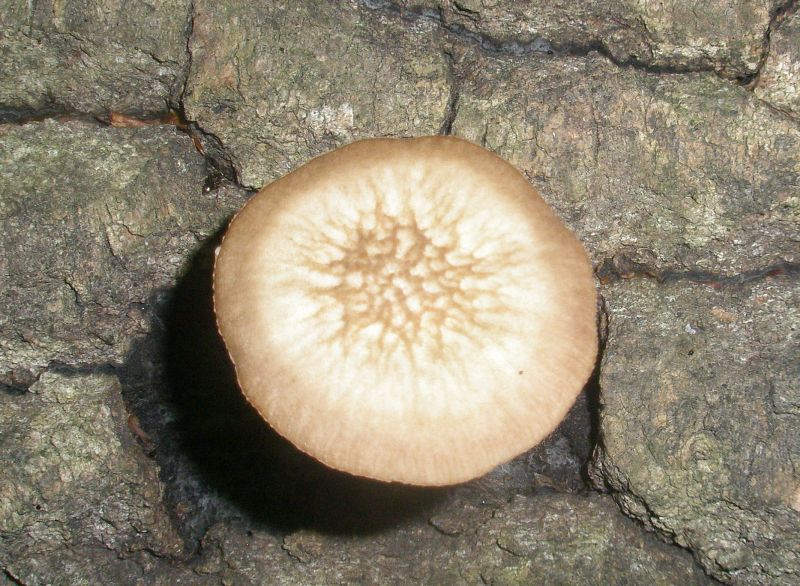 pluteus_sp_umbrosus_1.jpg