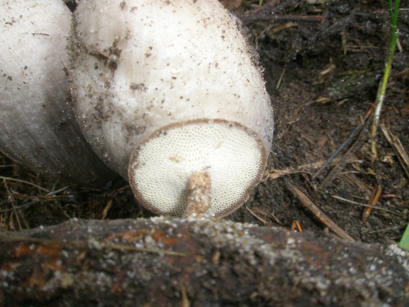 polyporus_brumalis_1a_coprinus_atramentarius.jpg