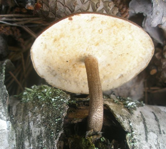 polyporus_sp_14.jpg