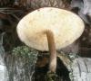 polyporus_sp_14_t1.jpg