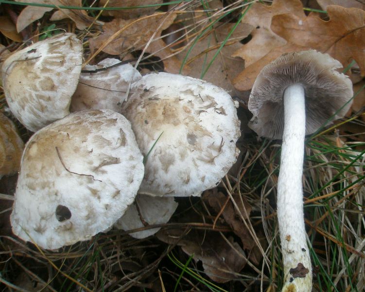 psathyrella_cotonea_1a.jpg