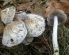 psathyrella_cotonea_1a_t1.jpg