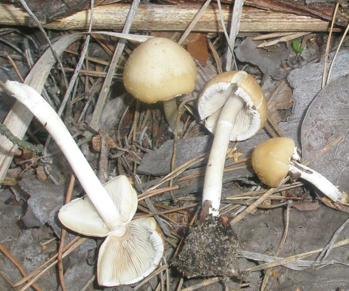 psathyrella_sp_1.jpg