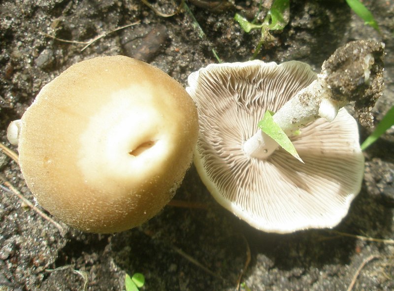 psathyrella_sp_2_1.jpg