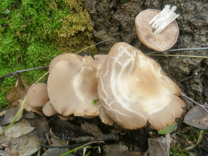 psathyrella_sp_2_2.jpg