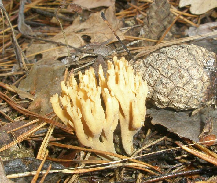 ramaria_aumorfa.jpg