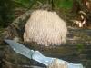 ramaria_stricta_sp_1_t1.jpg