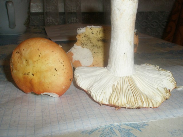 russula_aurata_1.jpg