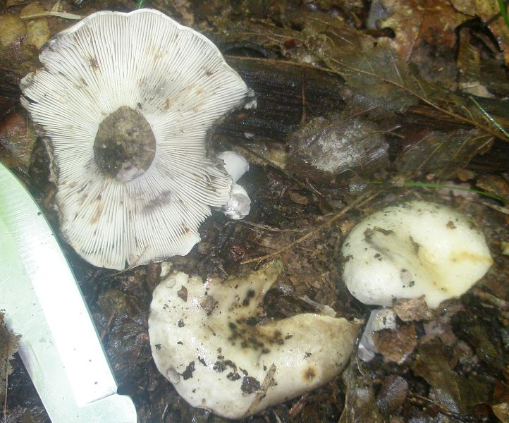 russula_densifolia_1.jpg