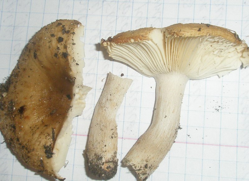russula_farinipes_1_1.jpg