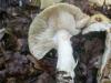 russula_farinipes_1_t1.jpg