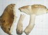 russula_farinipes_1_t1_1.jpg